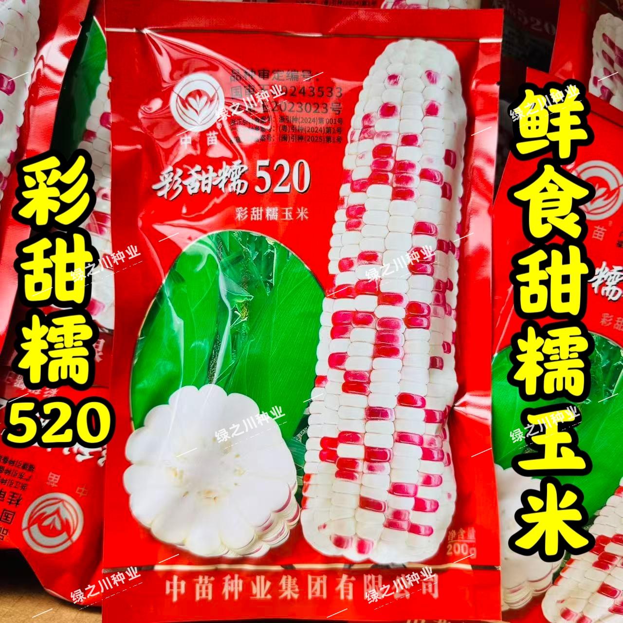 彩甜糯520玉米种子大棒甜糯好吃鲜食彩甜糯玉米种籽南方春秋