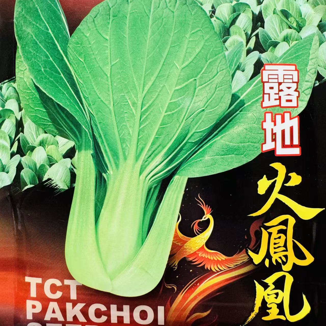露地火凤凰青梗菜种子耐热耐湿小油菜种籽露地越夏栽培优选小青菜图片