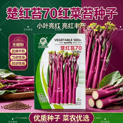 楚红苔70小叶亮红中熟杂交红菜苔种子抗病耐寒抽苔快不早衰秋季播