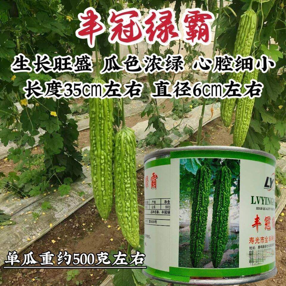 丰冠绿霸苦瓜种子疙瘩绿苦瓜高产早熟抗病耐热寒基地大田用蔬菜籽