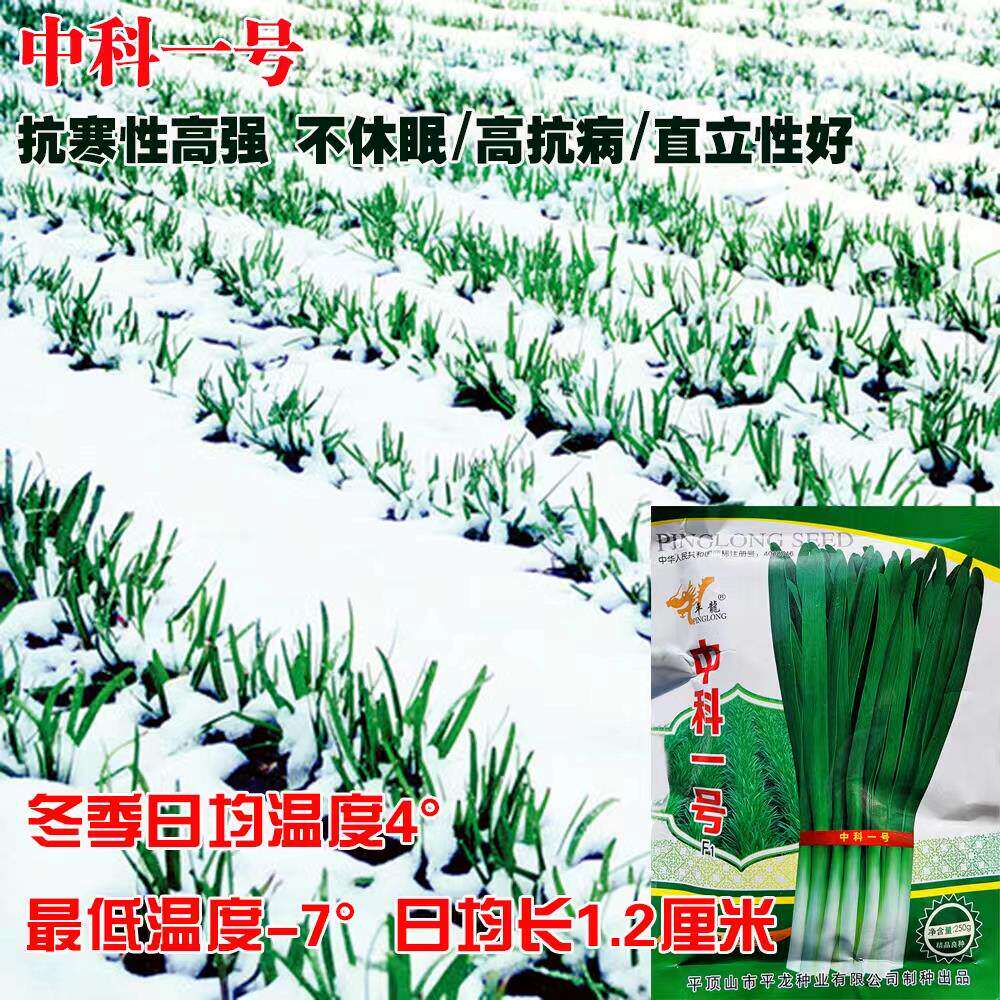 中科一号韭菜种子高产特抗病耐寒不休眠韭菜种籽春秋播农家大棚孑