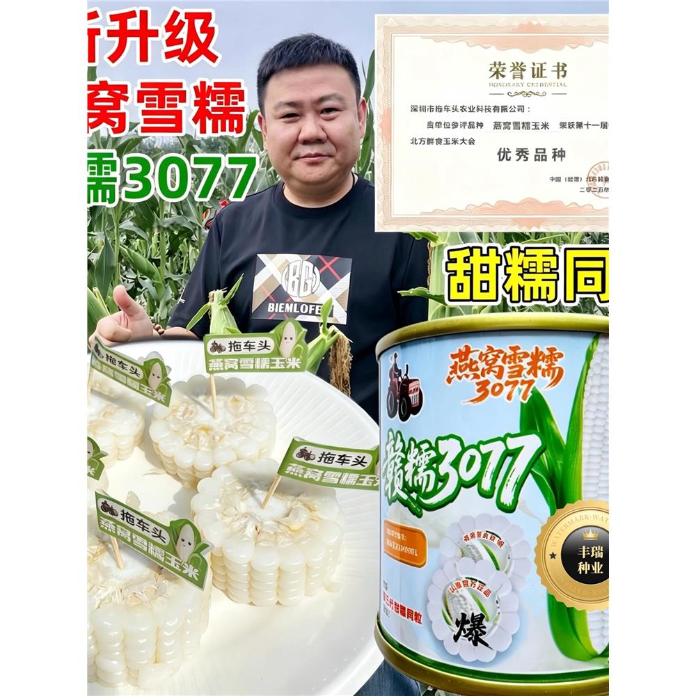 拖车头燕窝雪糯3077 赣糯玉米种子易种爆浆全新第三代甜糯玉米