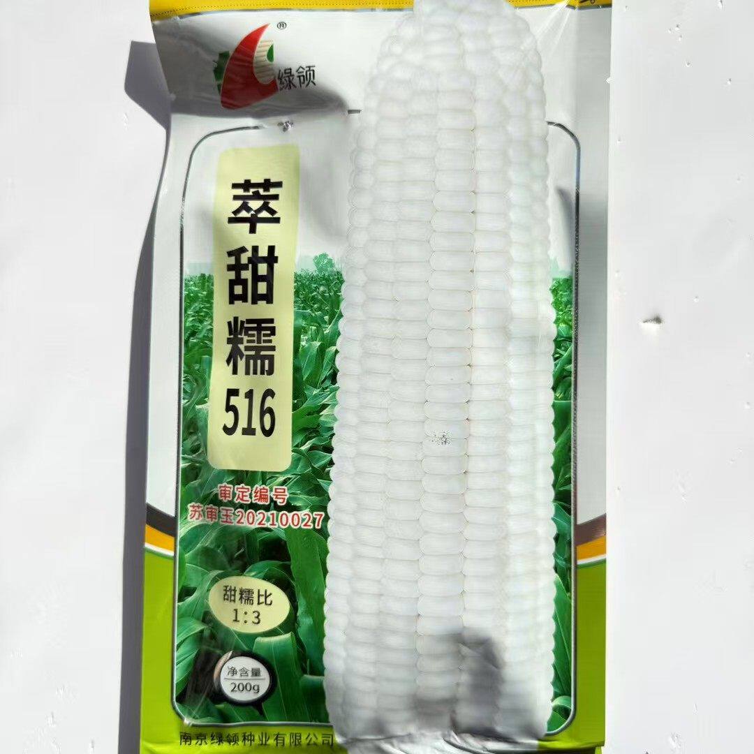 南京萃甜糯516玉米种子加甜糯玉米鲜食白粘甜加糯白玉米种籽