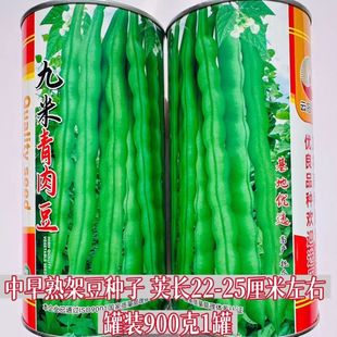九米青肉豆种子新中早熟架豆嫩荚绿色肉厚耐热抗病长势强春秋种植