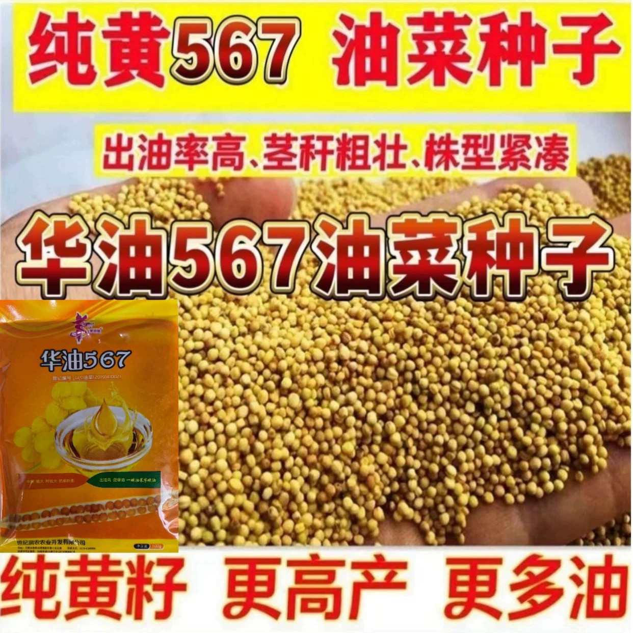 华油567高产油菜种子强分支抗病抗倒伏优质早熟油菜籽大田油菜种