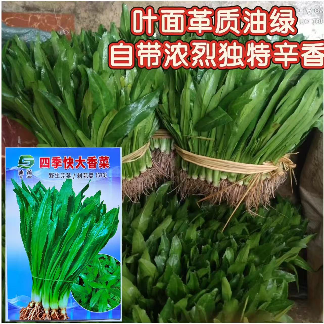 迪蔬四季快大香菜野生芫荽种子两广常用香辛蔬菜无叶柄叶片披针形