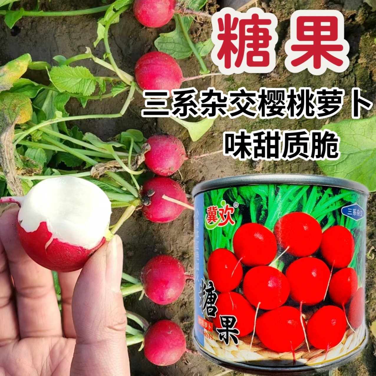 樱桃水果萝卜种子杂交一代水果萝卜不易糠心南北方四季播蔬菜种子