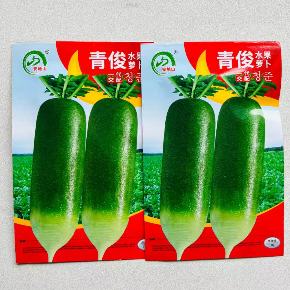 青俊水果萝卜青萝卜种子大青萝卜种子生吃脆甜爽口秋季播蔬菜种子