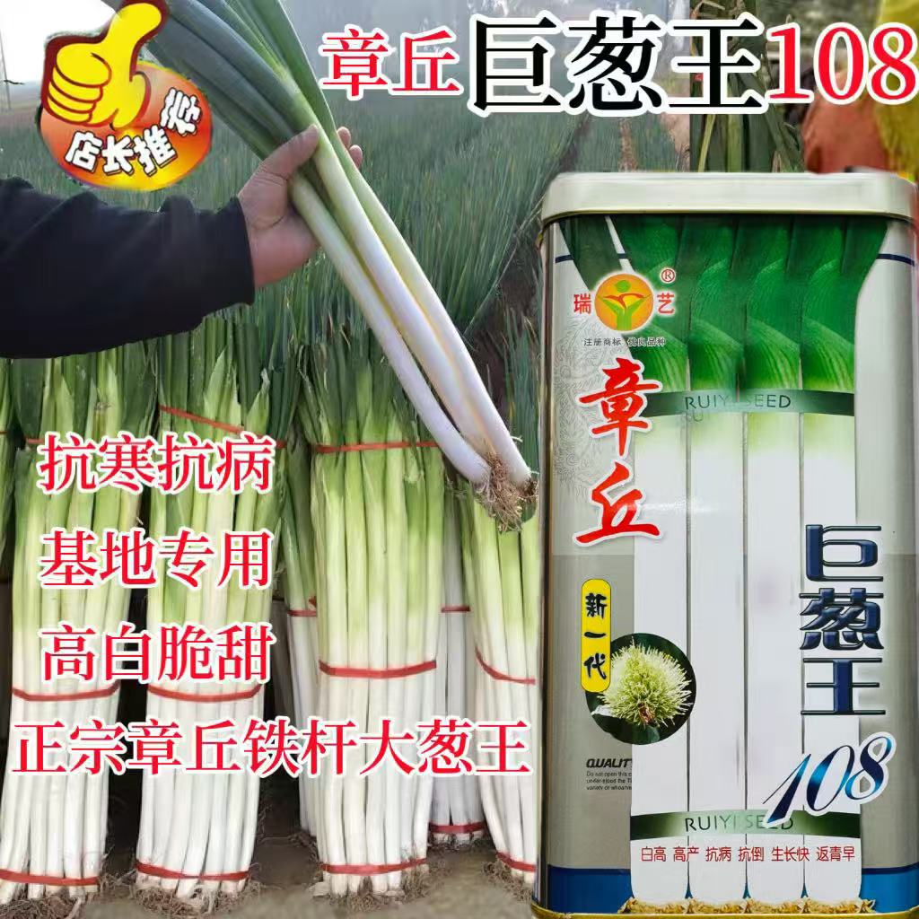 章丘巨葱王108大葱种子高白脆甜叶片厚抗霜霉病紫斑病抗倒伏抗寒