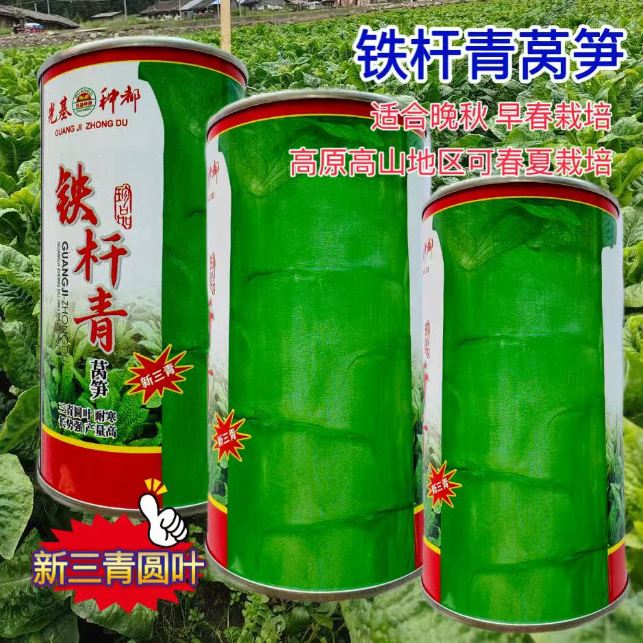 铁杆青三青青皮绿肉香莴笋种子高产耐热耐寒绿圆基地蔬菜种子