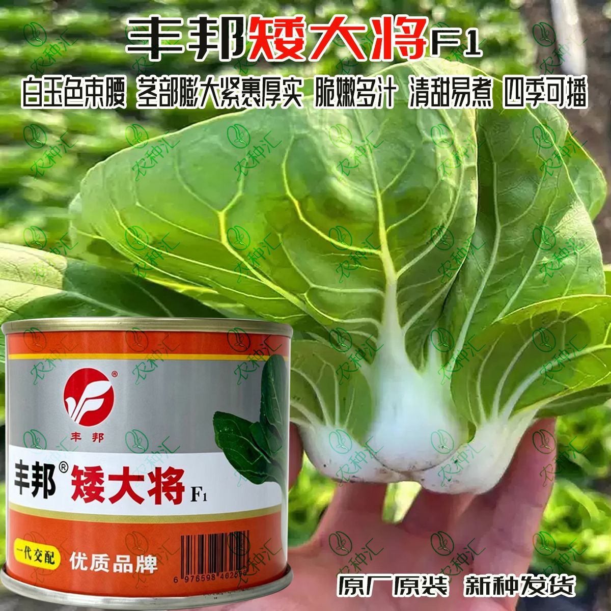 丰邦矮大将青菜种子矮脚黄白菜软糯清甜秋冬种植杂交上海青种籽子