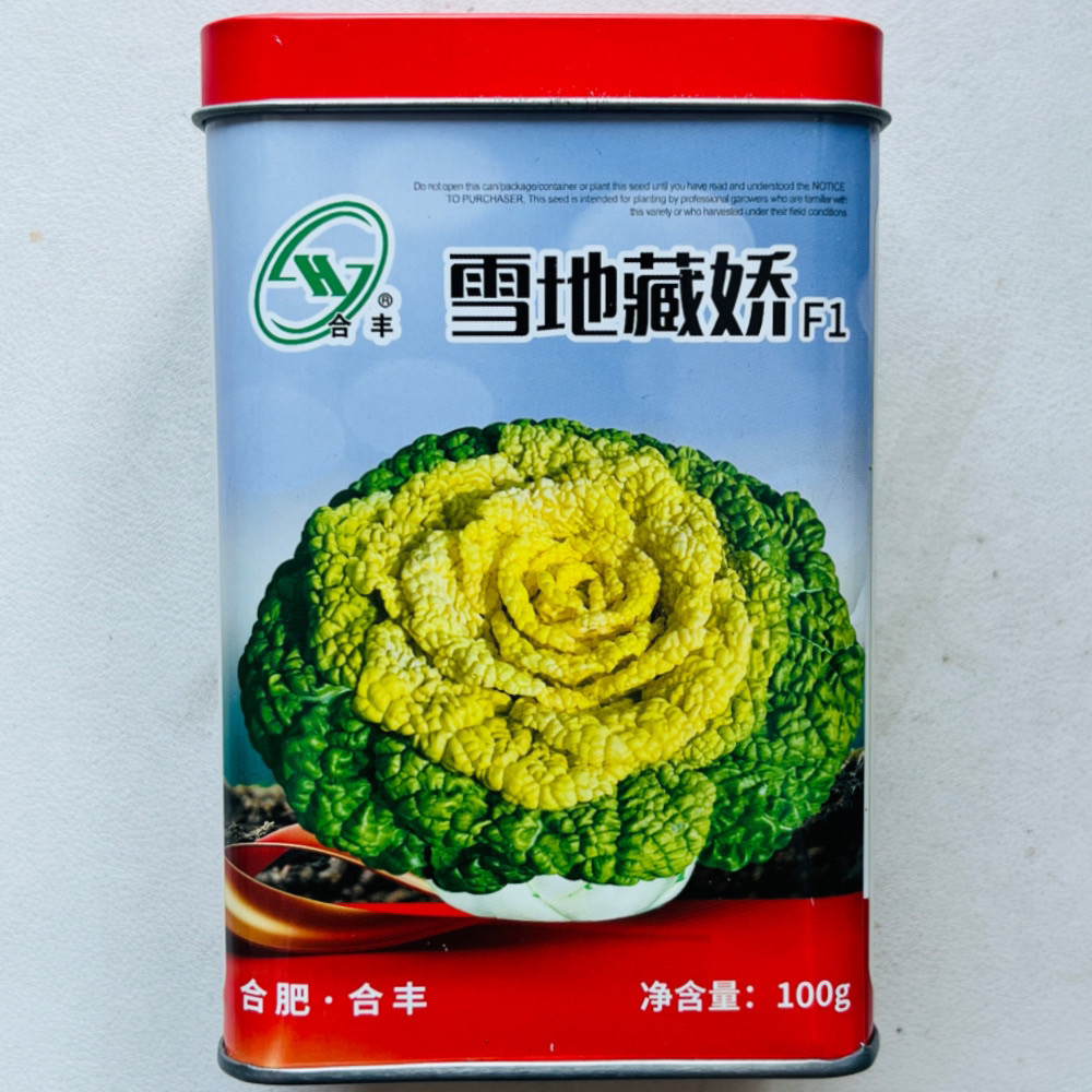 雪地藏娇黄心乌种子菊花菜籽秋播耐寒矮颗黄心菜乌塌菜种籽孑