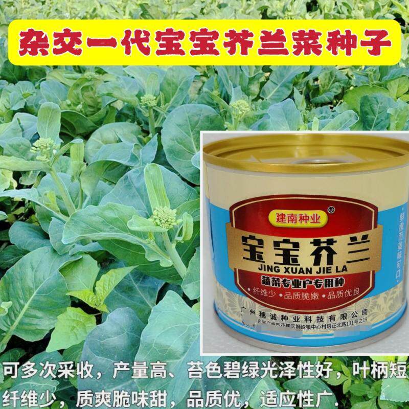 宝宝芥兰种籽四季芥蓝菜广东高产种子多次采收青菜蔬菜籽种大田