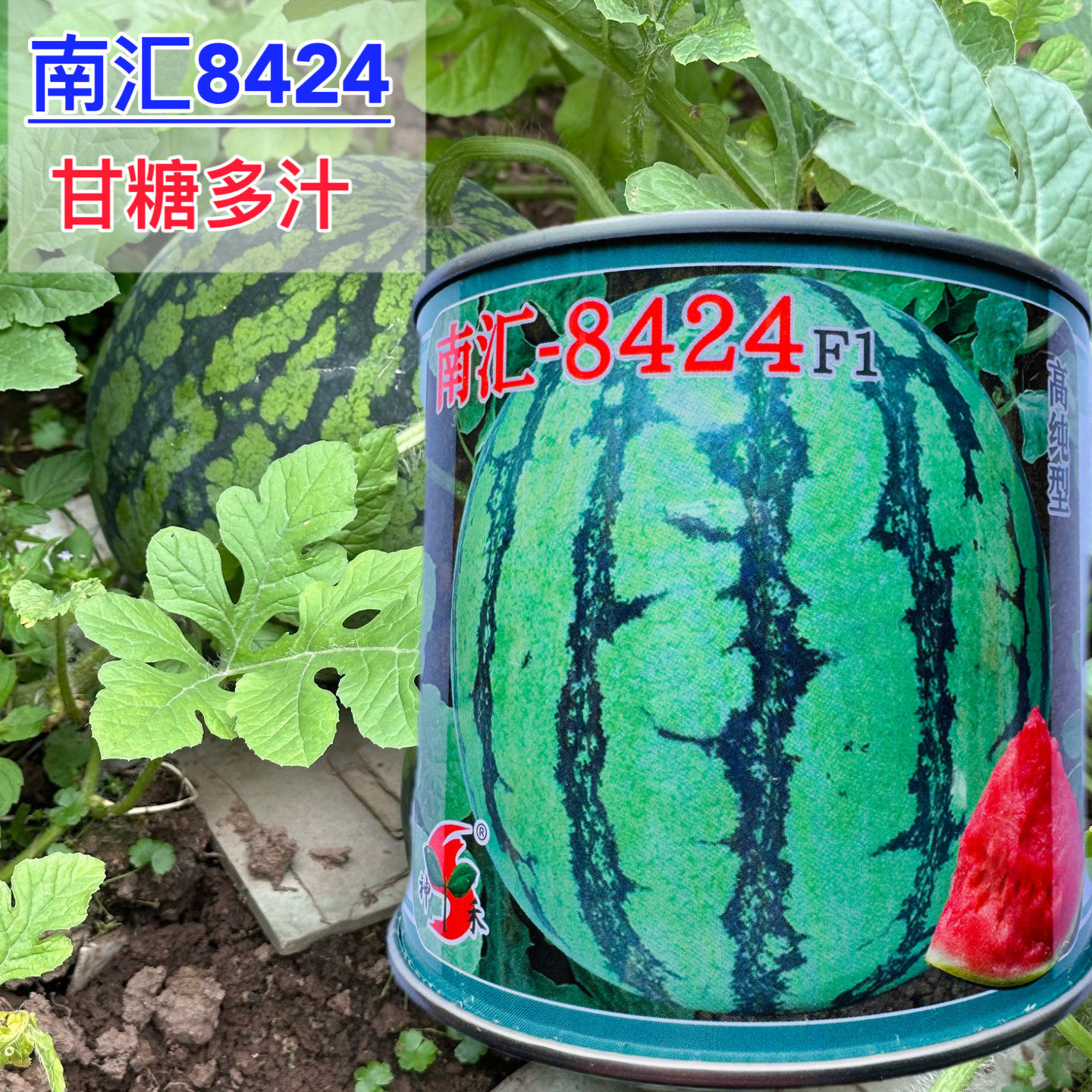 南汇8424西瓜种子红瓤高产耐旱抗病懒汉西瓜种籽农家春夏播南北方