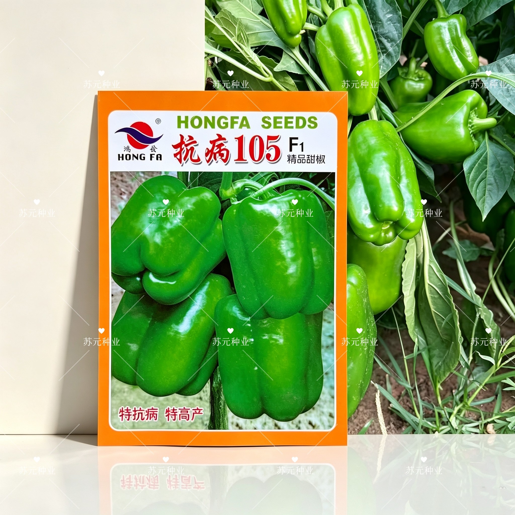 抗病105甜椒种子特大果绿皮早熟青甜椒柿椒灯笼椒种子籽方椒辣椒