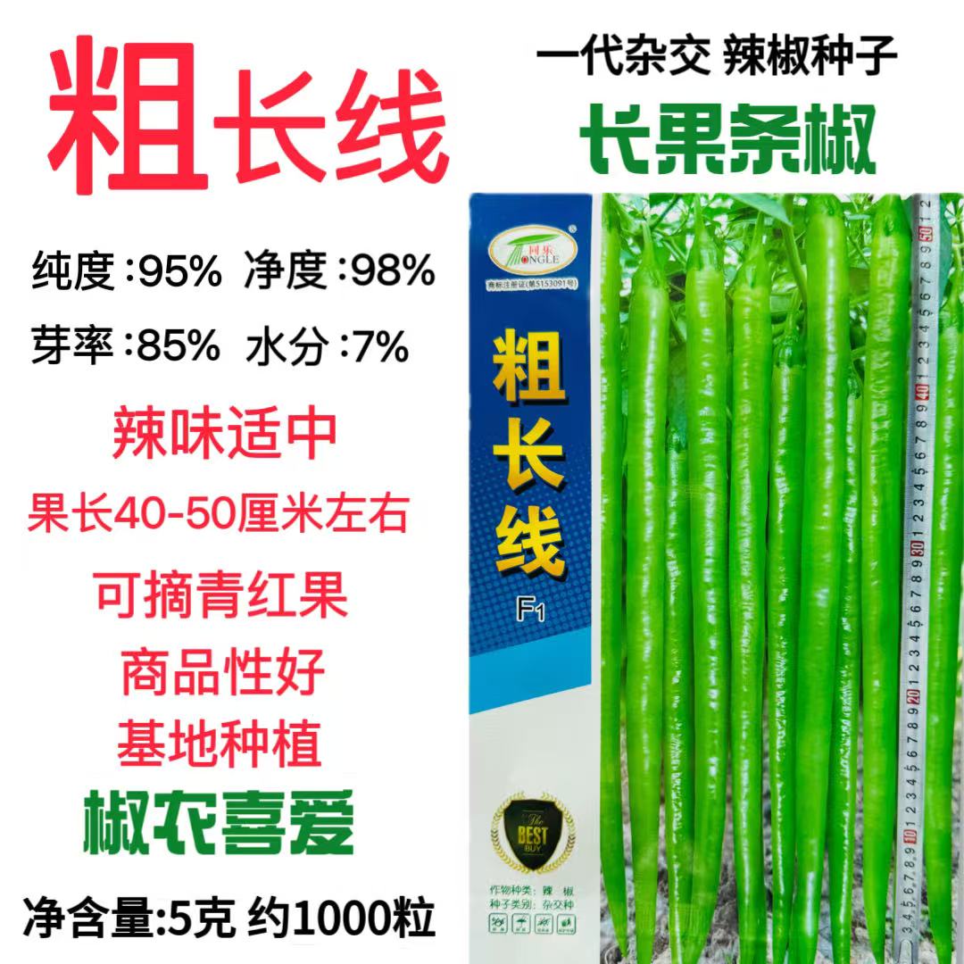 同乐粗长线种子早熟抗病高产尖椒青椒长线椒辣椒农家春秋蔬菜种籽