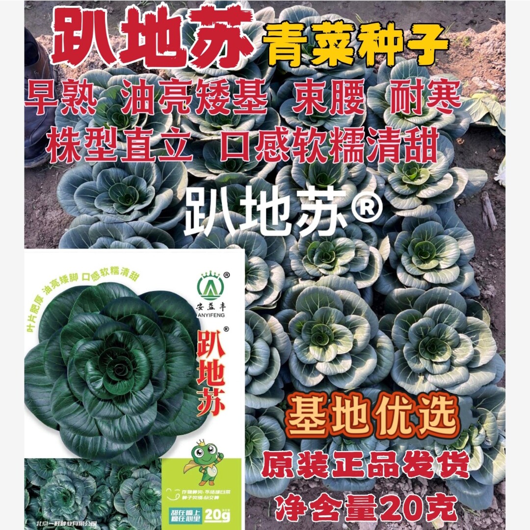 安益丰趴地苏青菜种子矮基束腰青菜种籽口感软糯清甜四季蔬菜种子