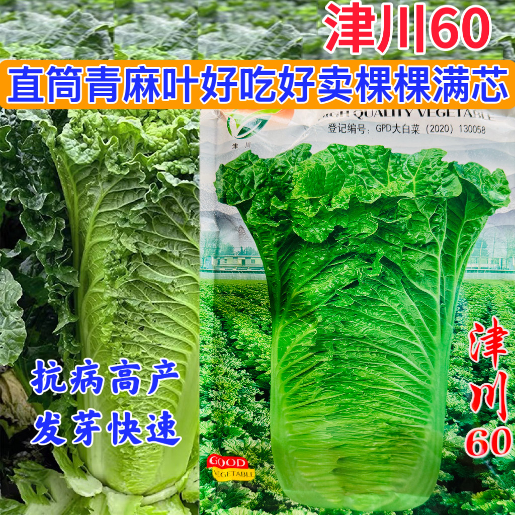 60白菜种子长筒大白菜种籽青麻叶菜春秋季播农家菜园蔬菜种孑