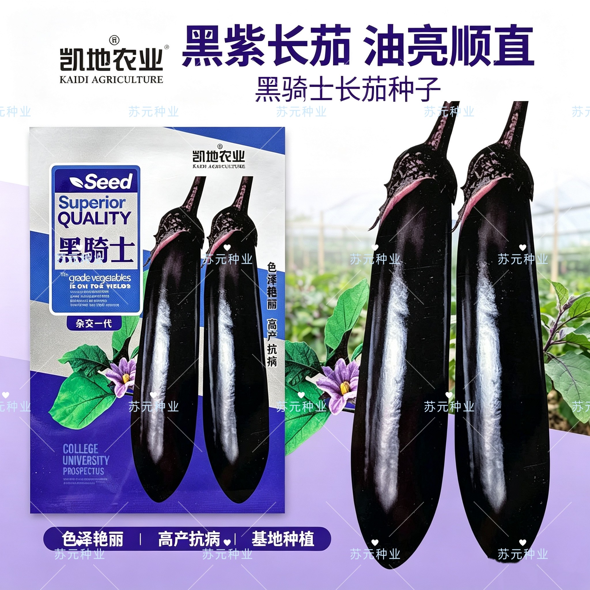 黑骑士长茄种子中早熟黑亮茄子种籽紫黑色产量高四季蔬菜种子春秋