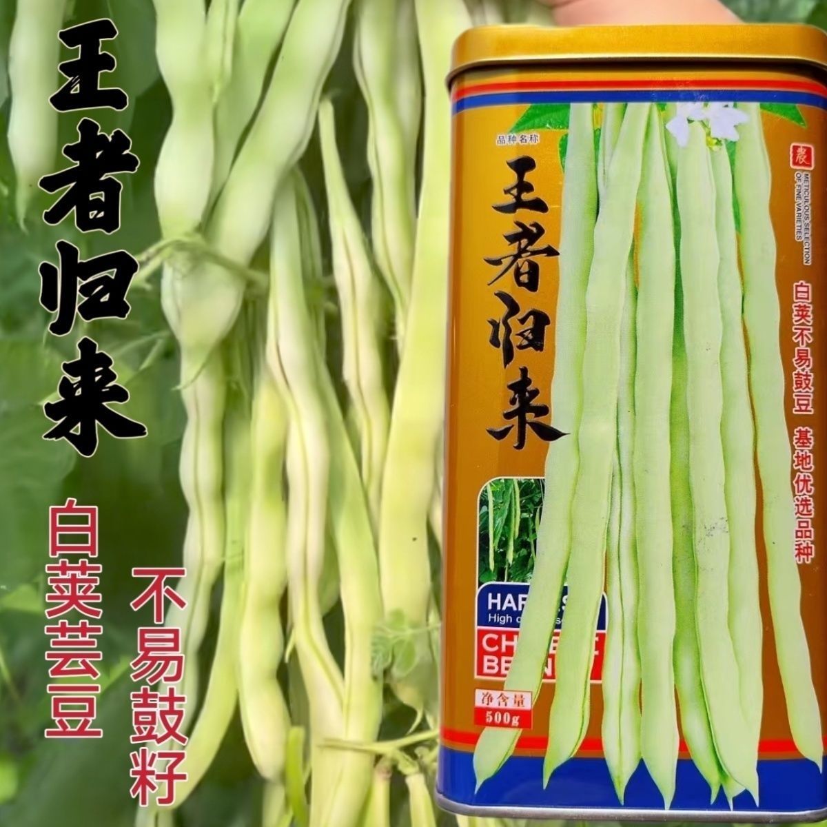 王者归来芸豆架豆种子白绿色圆长荚农家春秋播种精选四季豆种籽