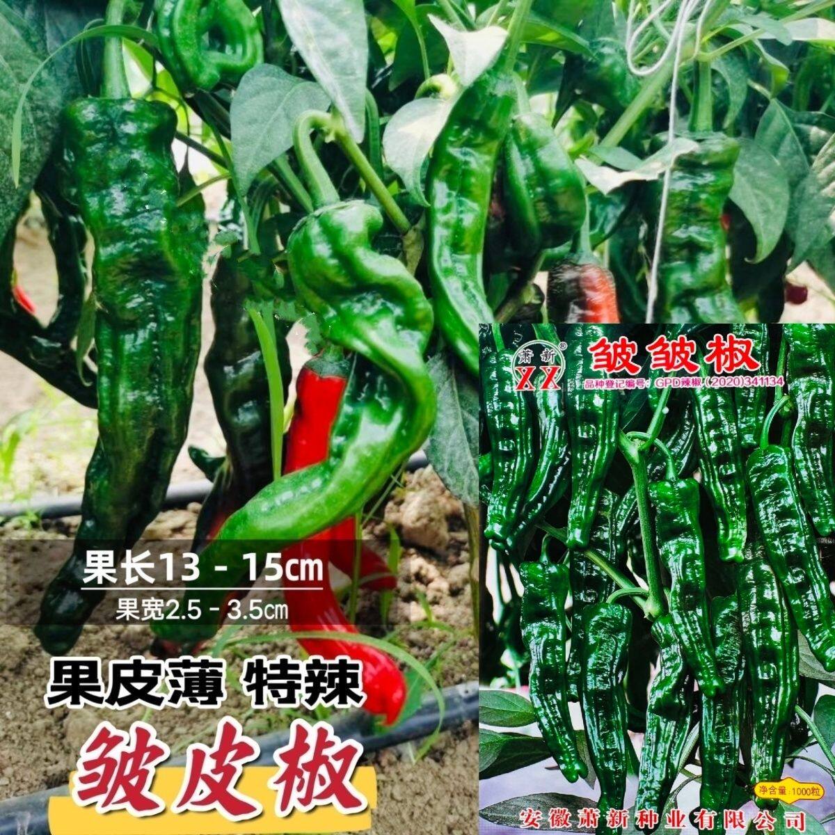 萧新皱皱辣种子特辣皮薄浓香辣牛角形小皱皮辣椒种籽孑皱皱椒种籽