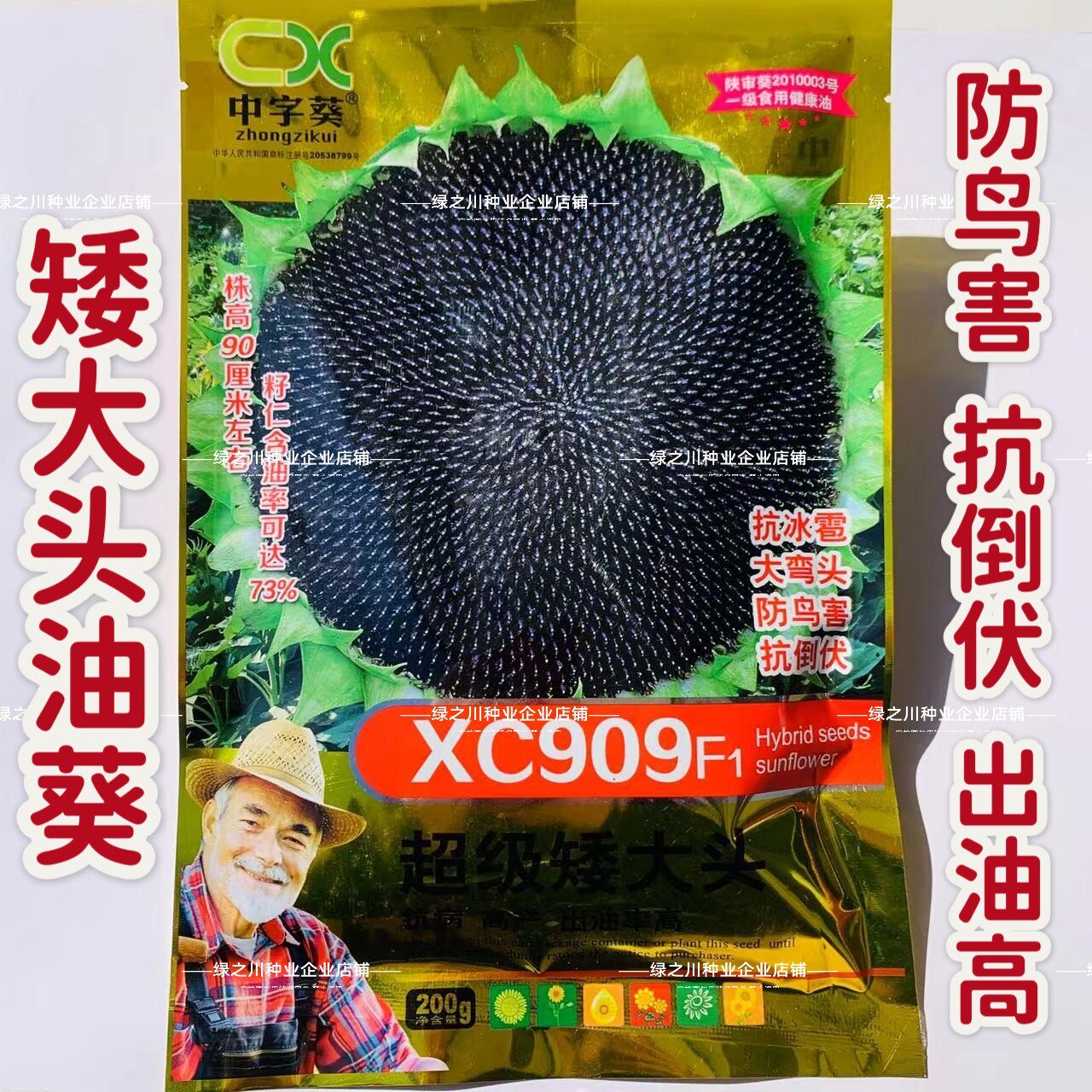 超级矮大头XC909油葵种籽抗倒伏三系杂交高油型油葵种子向日葵种