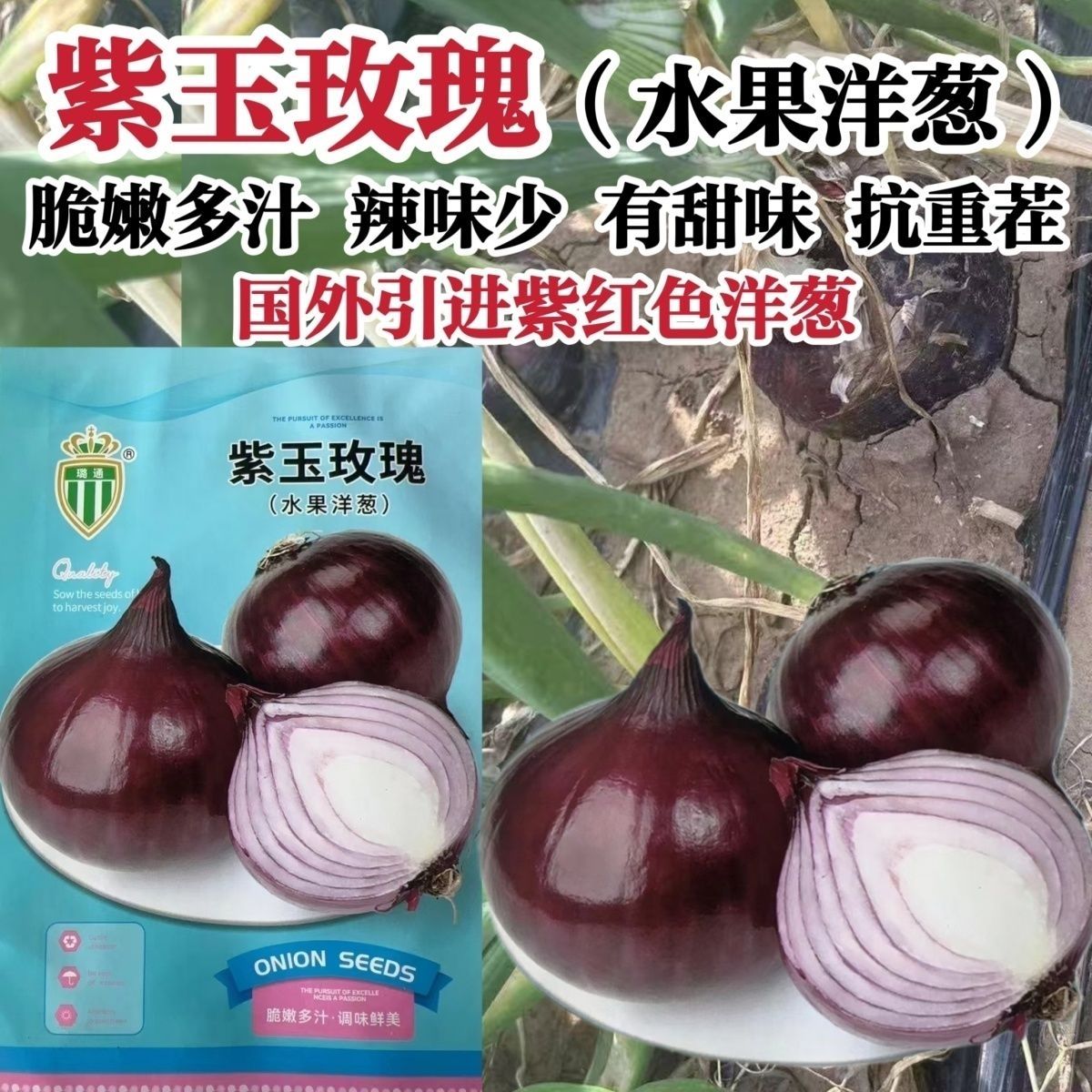 紫玉玫瑰水果洋葱种子甜脆微辣紫红色洋葱种籽抗重茬耐寒洋葱籽种