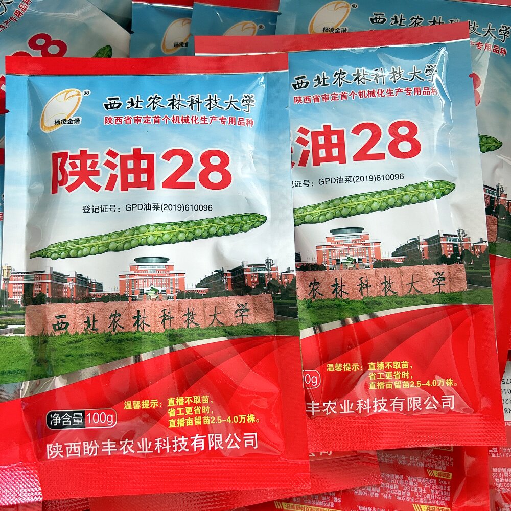陕油28油菜种子三系杂交甘蓝型矮杆抗倒耐寒油菜籽种籽秋冬季播种