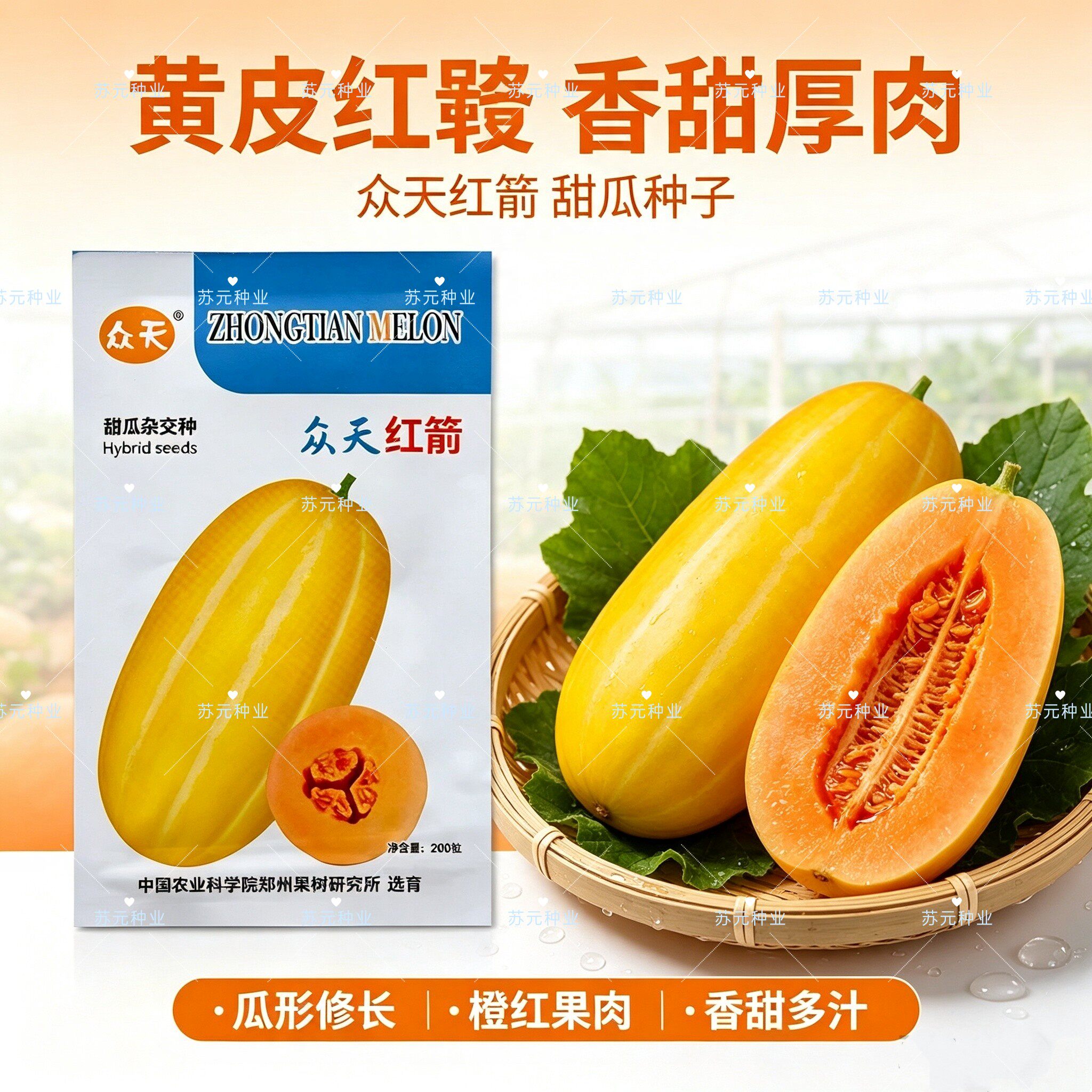 众天红箭早熟杂交薄厚皮甜瓜种子皮金黄肉橙色长椭圆脆甜香瓜种子