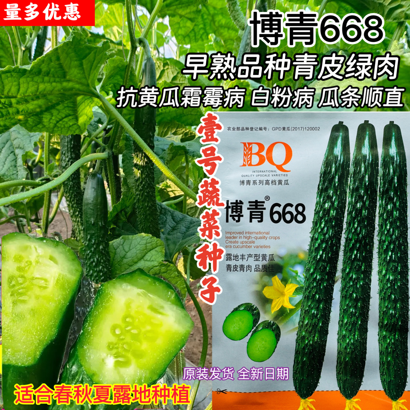 博青668黄瓜种子早熟青皮绿肉抗黄白粉霜霉病高产抗病黄瓜种籽