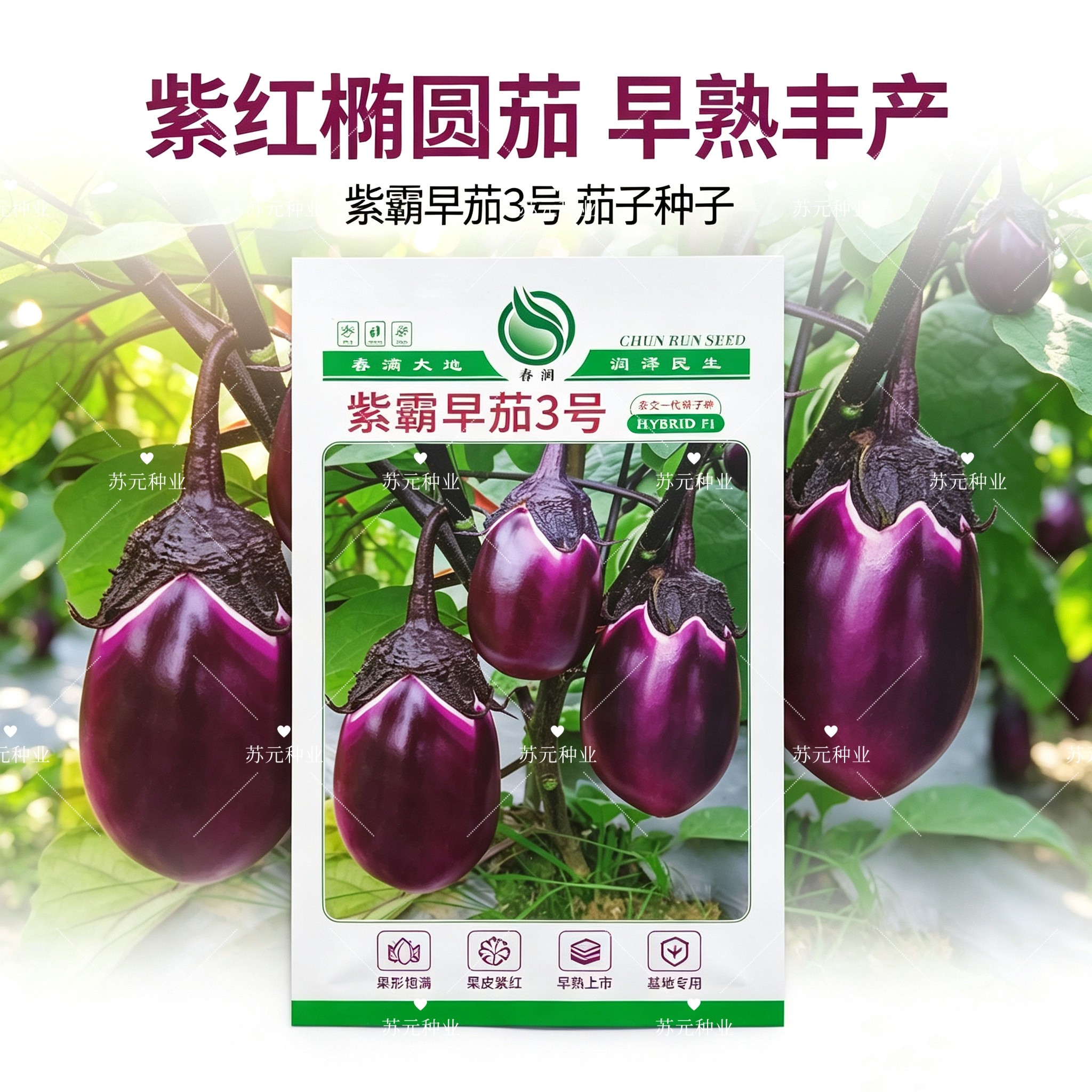 紫霸早茄3号茄子种子早熟生长势强紫红色光泽好 果肉白色产量高5g