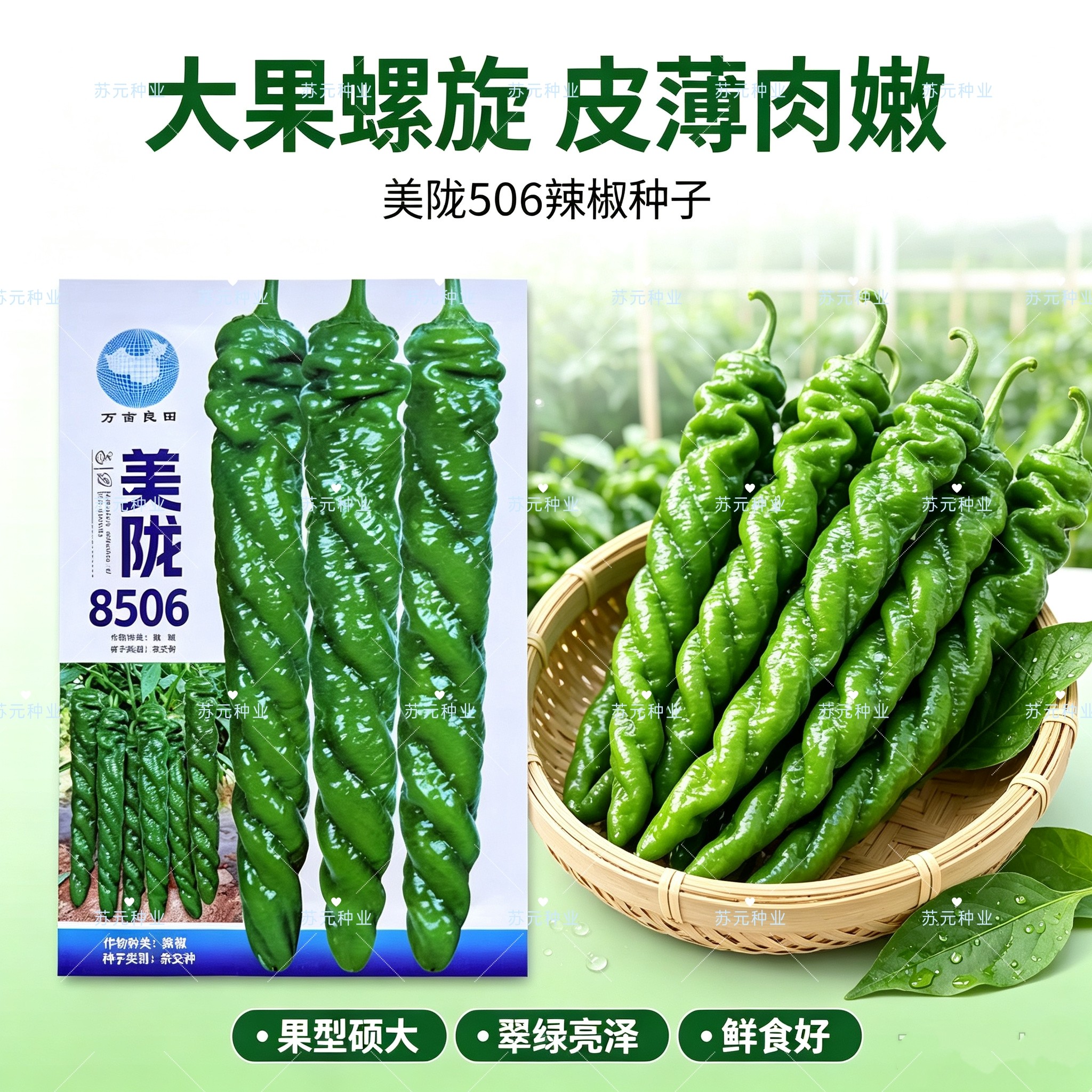 美陇8506螺丝椒种子早熟螺旋度好耐热抗寒皮薄味香辣长果螺丝椒籽