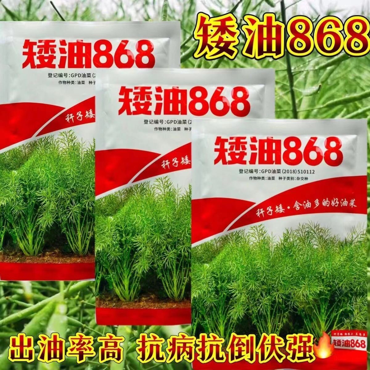 油菜种子南油868油菜籽种子油榨油原料矮杆高产观赏油菜花种子