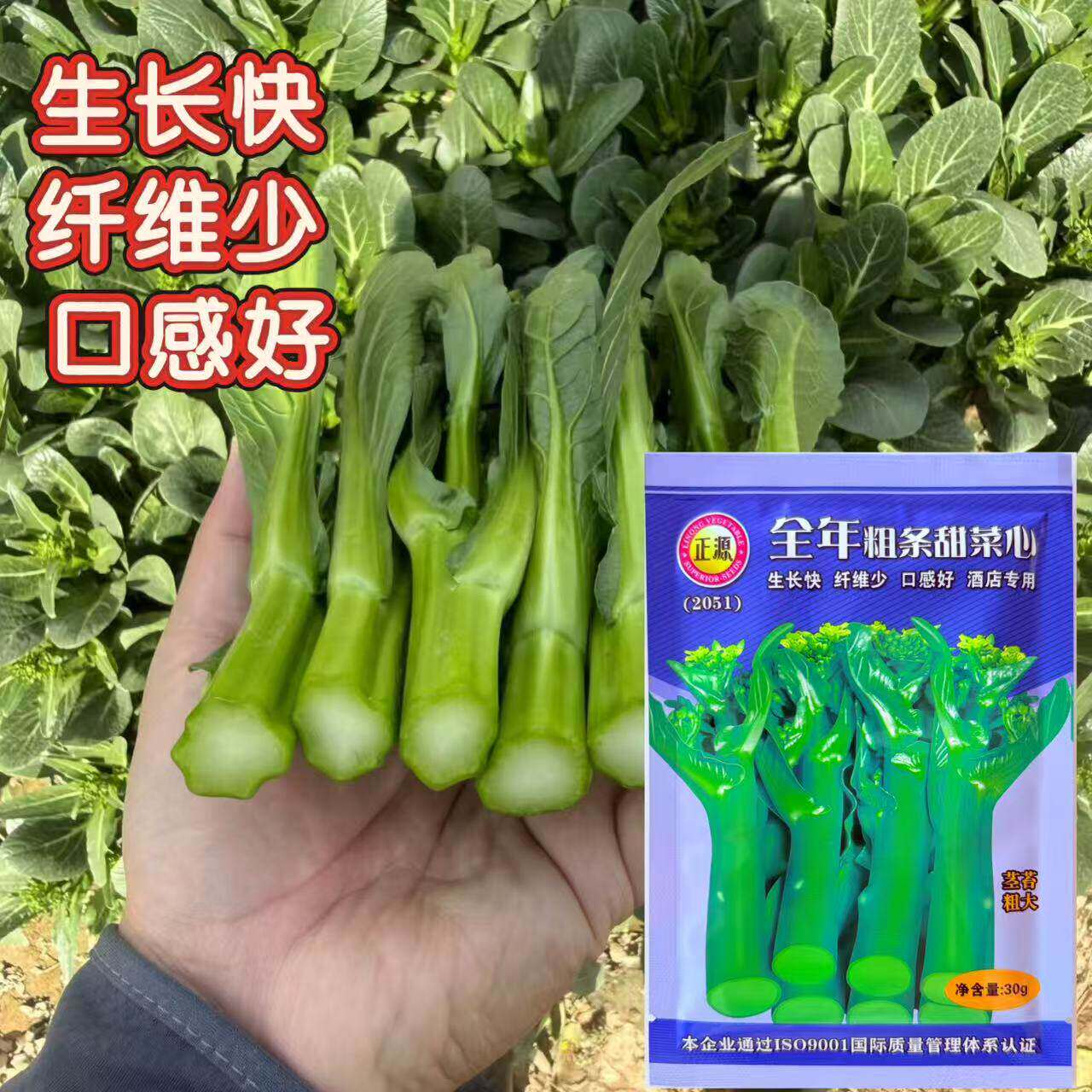 正源全年粗条甜菜心种子四季速生香甜芥兰菜苔种籽菜园农家蔬菜孑图片