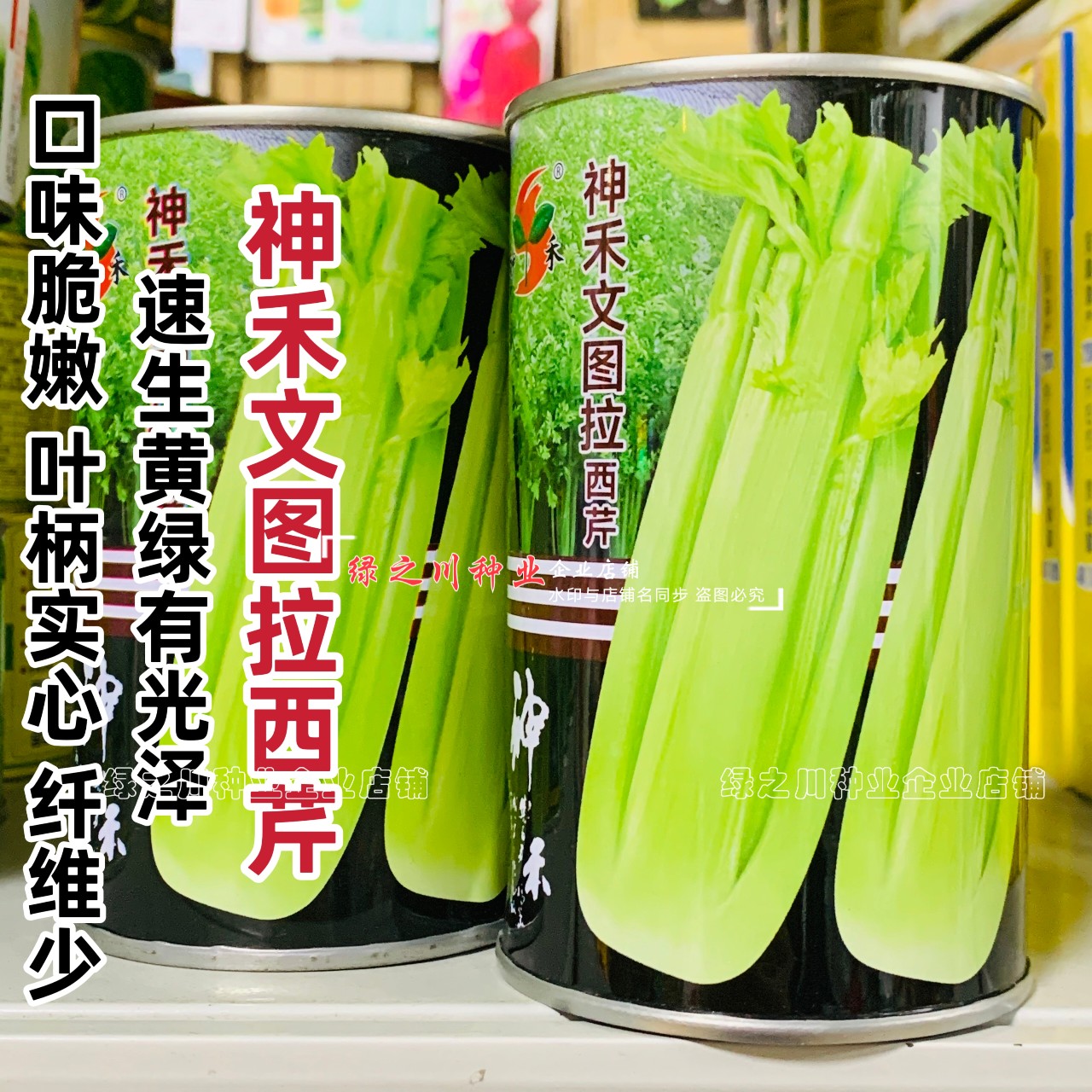 文图拉西芹种子大棵优质高产四季芹菜种籽耐寒抗病强实心芹菜种孑