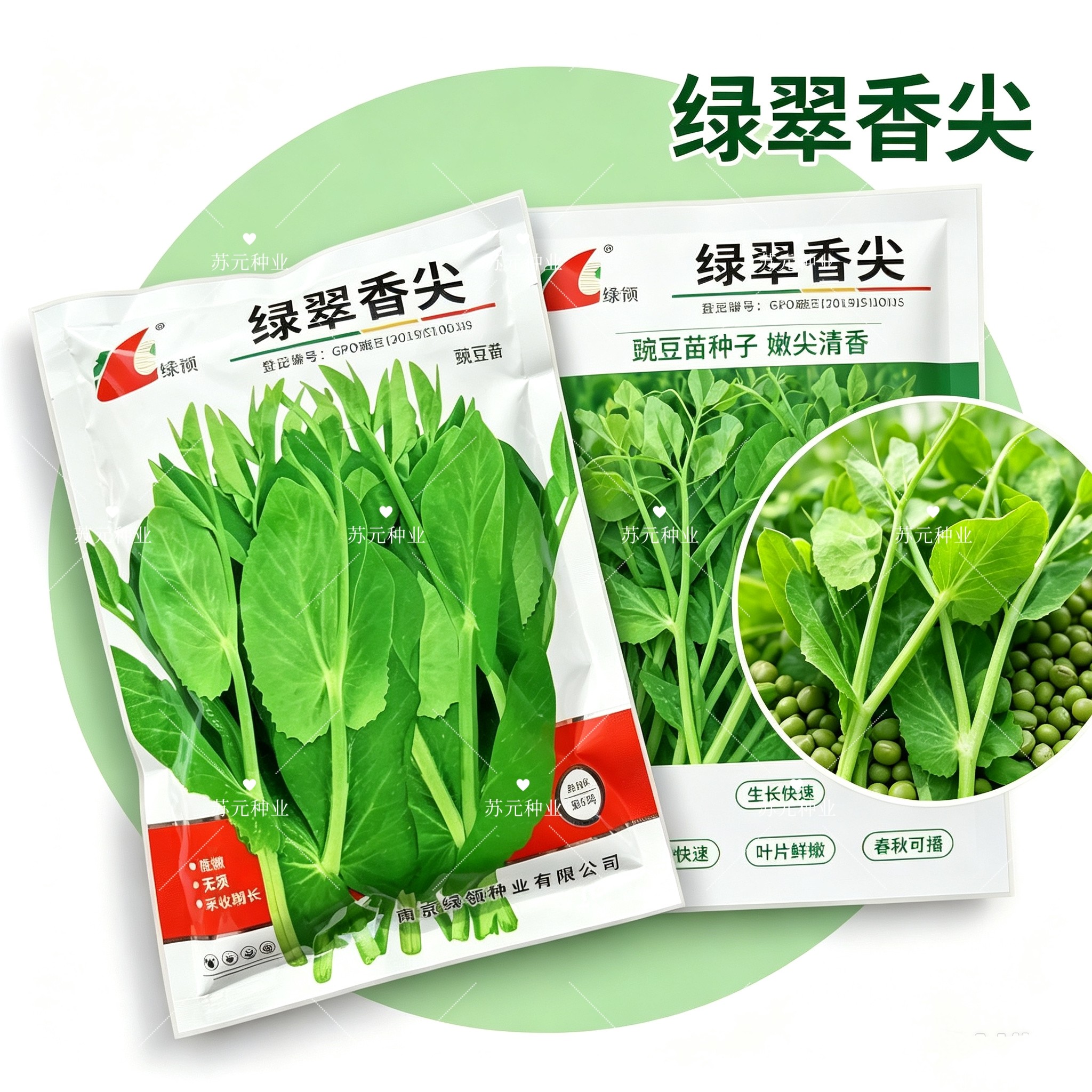 绿翠香尖四川香豌豆尖种籽豌豆苗种子水培芽苗菜秋季种植蔬菜种孑