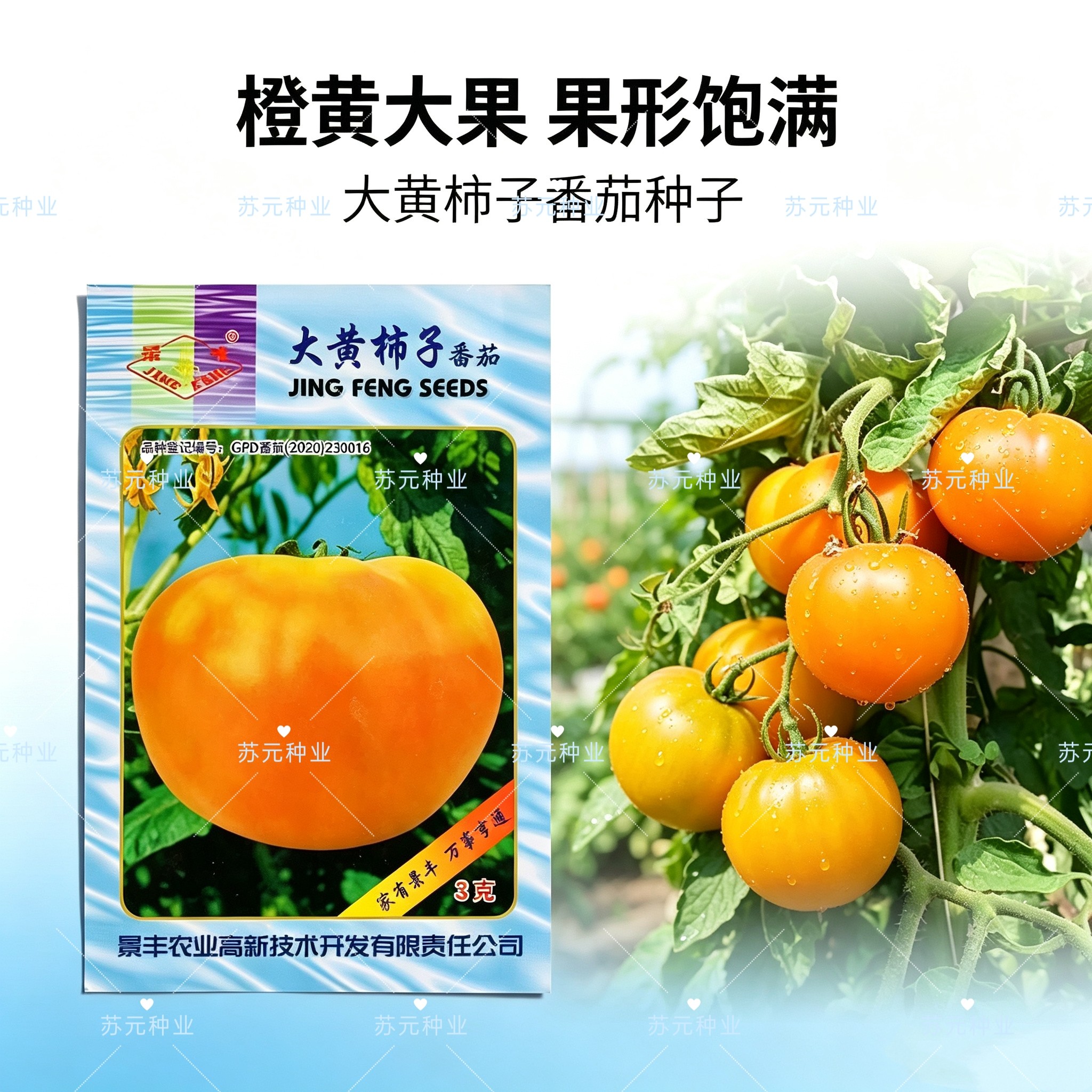 景丰大黄柿子西红柿种子无限生长型早熟黄皮大果番茄种籽厚肉味甜
