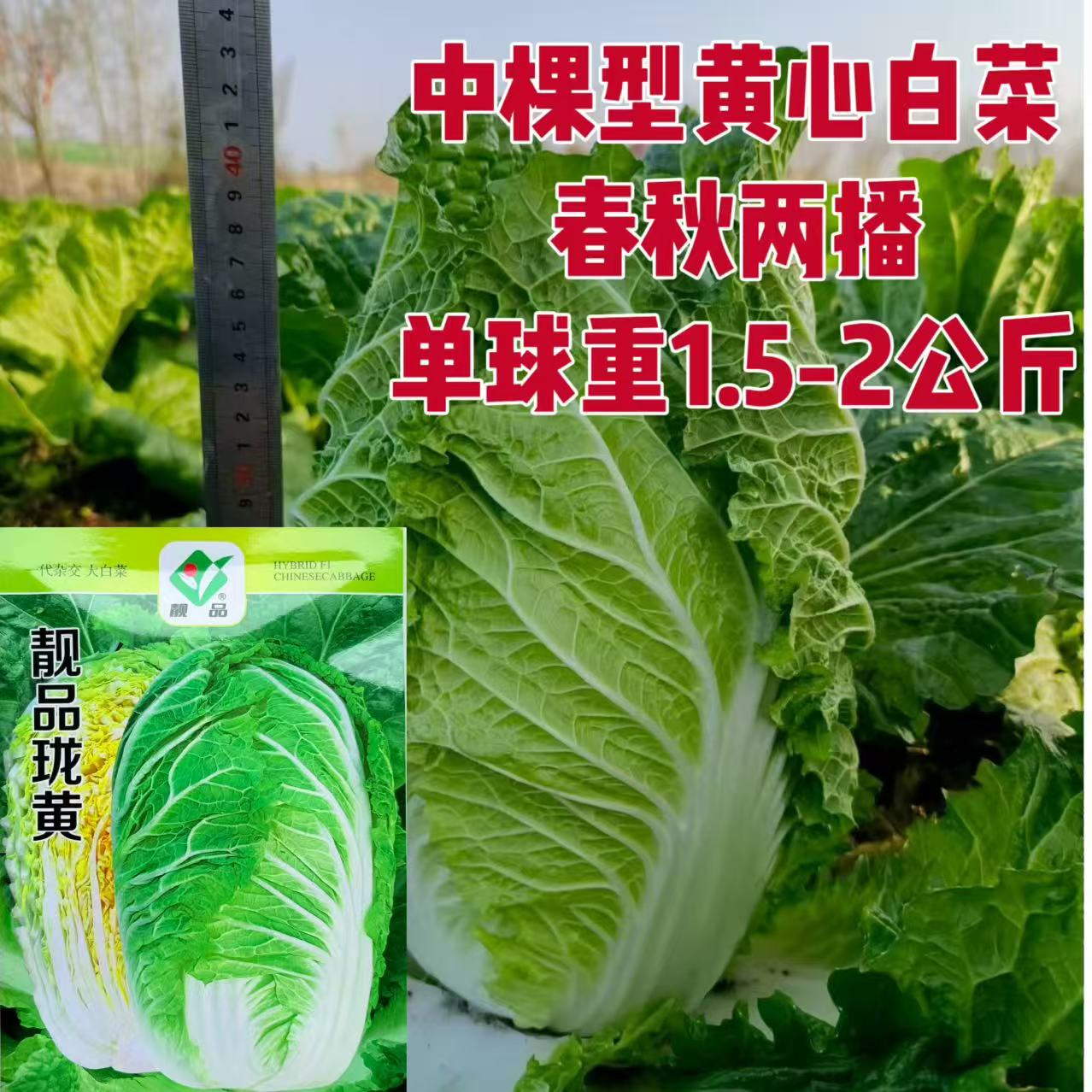 珑黄大白菜种子抗病耐贮存不脱帮抗干烧心大白菜基地白菜籽