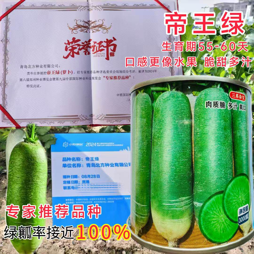 帝王绿三系杂交水果萝卜青皮高糖潍县青水果萝卜生吃脆甜高产优质