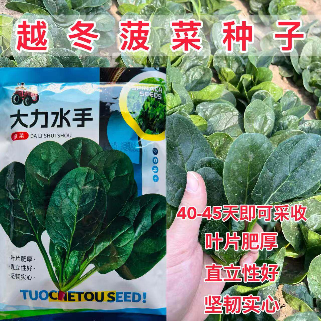大力水手菠菜种子叶厚杆实耐抽苔叶片黑绿抗病强四季蔬菜种籽耐寒