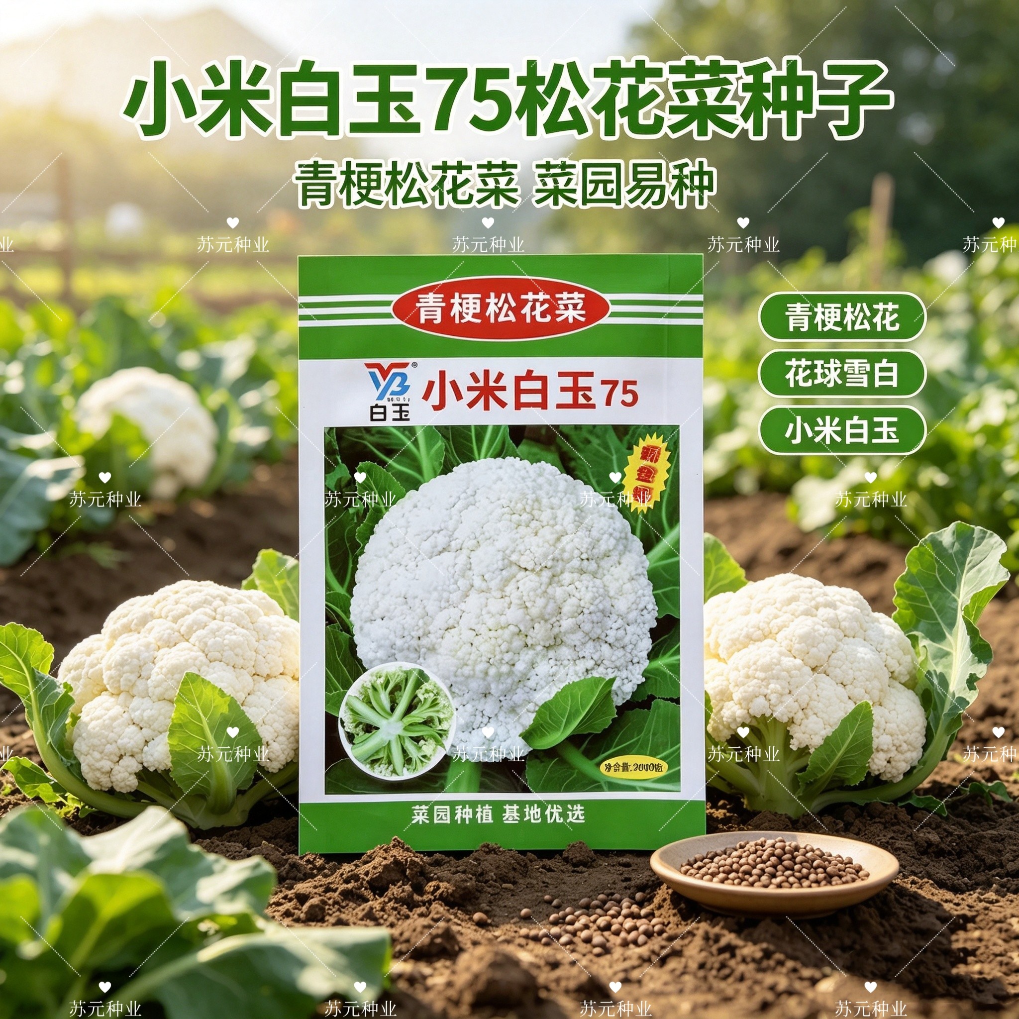 神良小米白玉75花菜种子青梗松花抗病高产春秋两用正品花椰菜种子