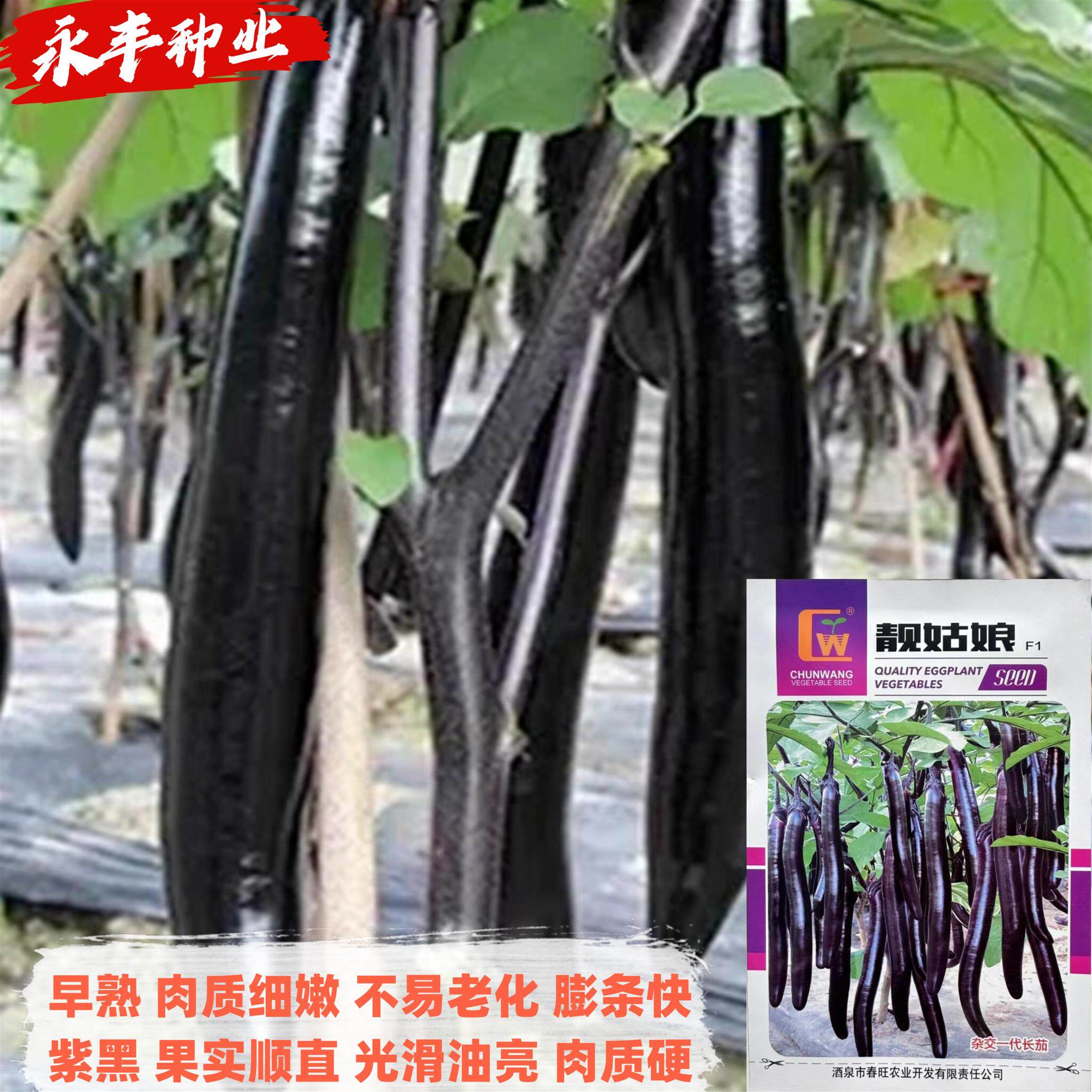 靓姑娘长茄种子早熟紫红果皮光滑质细嫩柔润高产抗病耐裂春秋两季