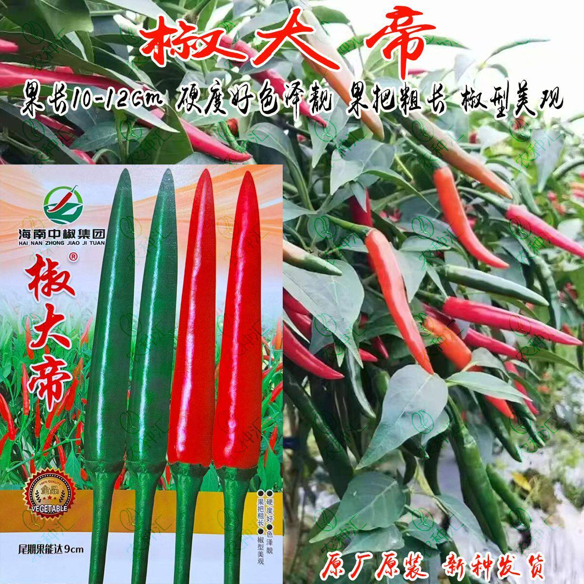 椒大帝朝天椒种子中晚熟杂交辣椒种子高产抗病商品性佳辣椒种籽孑