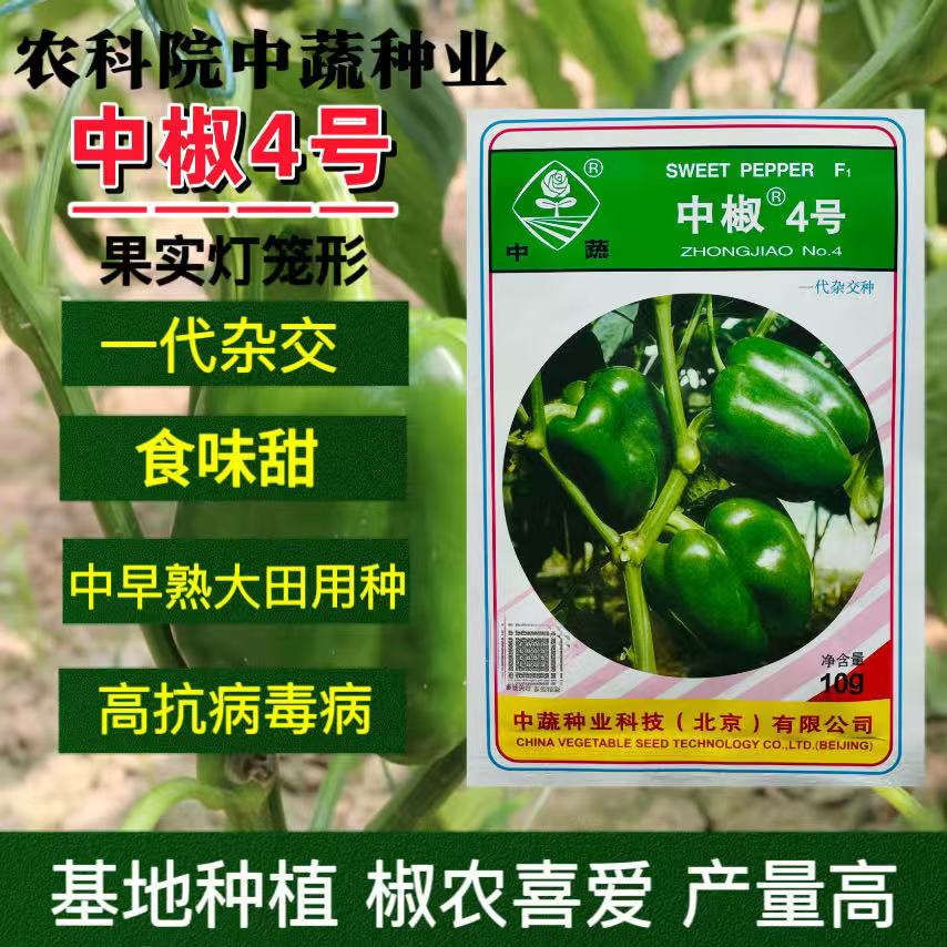 中蔬中椒4号辣椒种子甜椒种籽灯笼椒种子高产抗病农科院甜椒种子