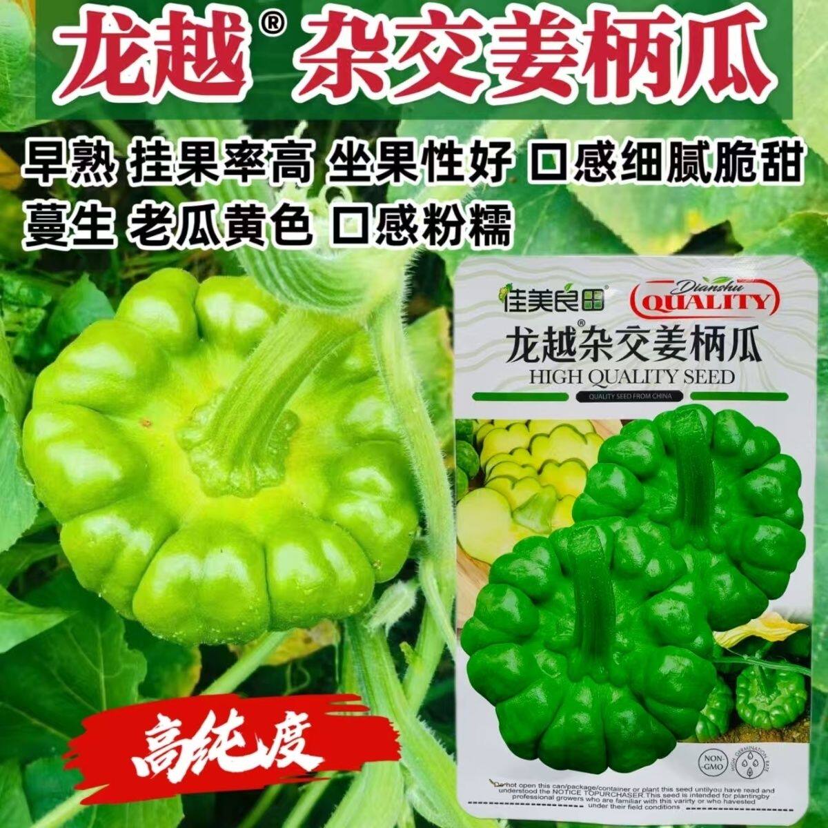 龙越姜柄瓜种子早熟蔓生杂交小瓜种子云南姜柄瓜种子春秋蔬菜子孑