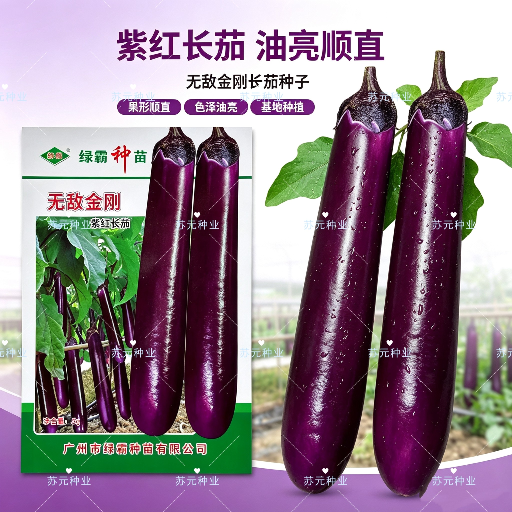 绿霸无敌金刚紫红长茄种子中早熟肉白色果皮深紫红色头尾匀称长茄