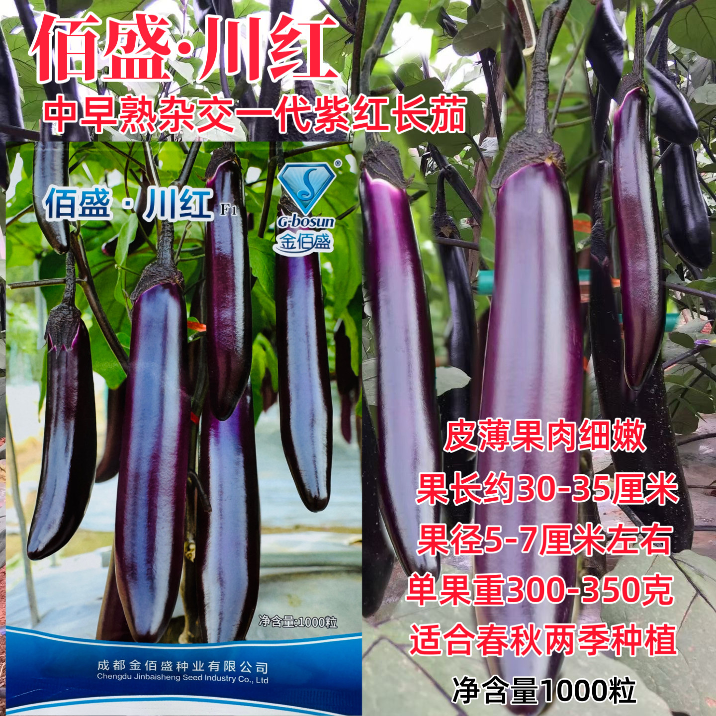 佰盛川红茄子种子中早熟杂交一代紫红长茄肉质细嫩架期长商品性好