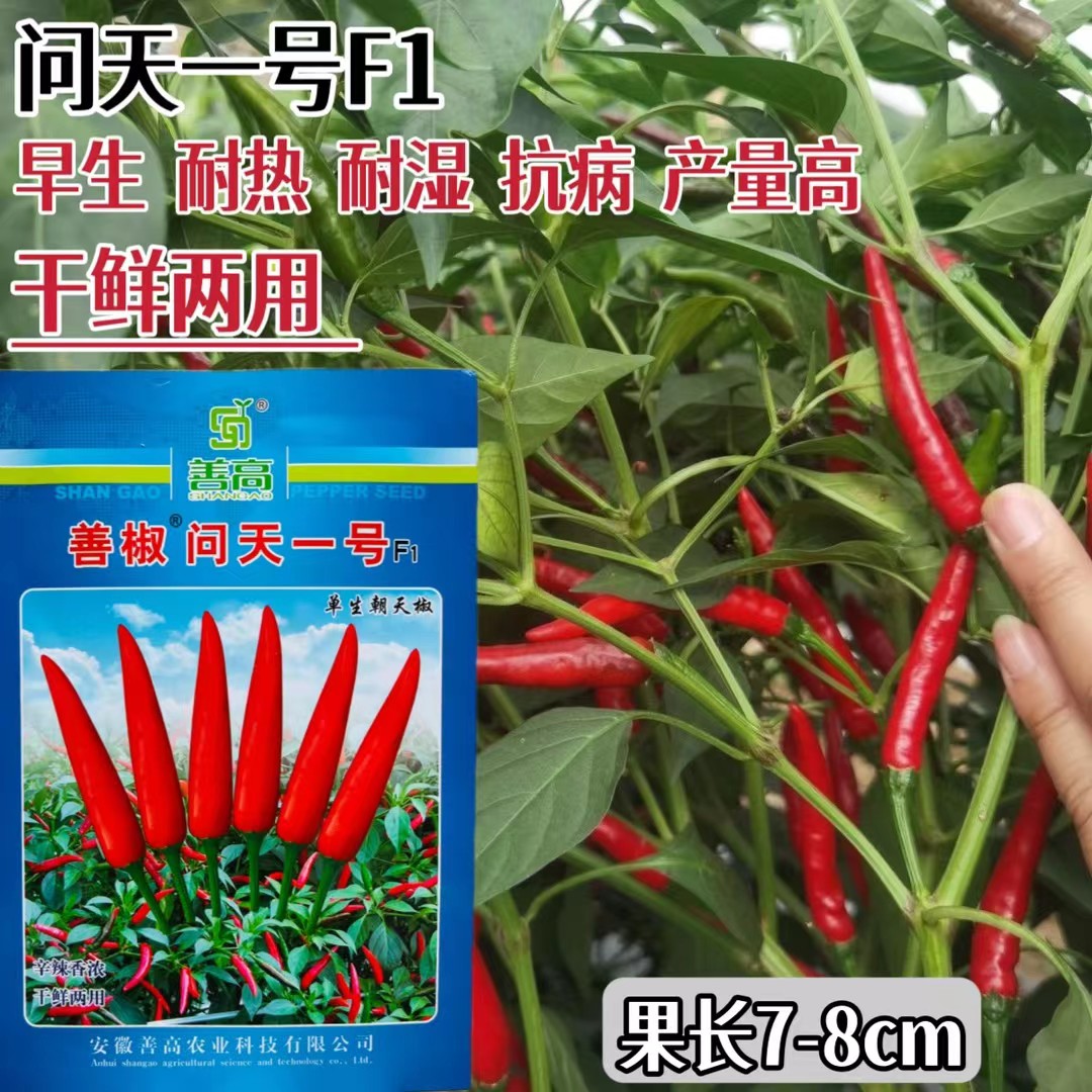 善椒问天一号辣椒种子杂交单生朝天椒早熟耐热耐湿干鲜两用基地用
