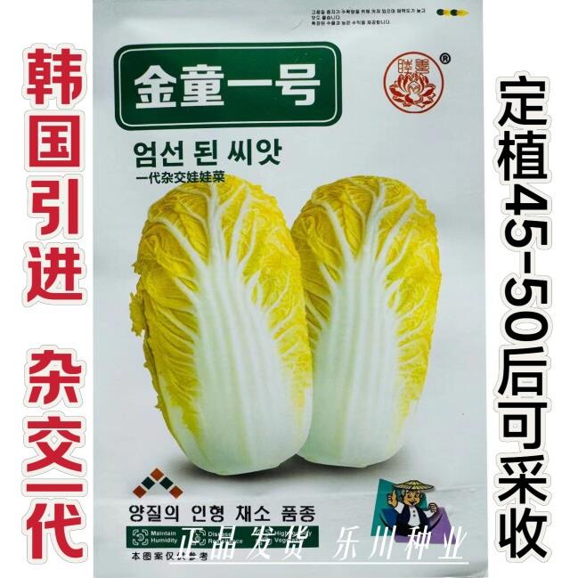 金童一号娃娃菜种子韩国引进一代杂交新型黄心娃娃菜小白菜种籽孑