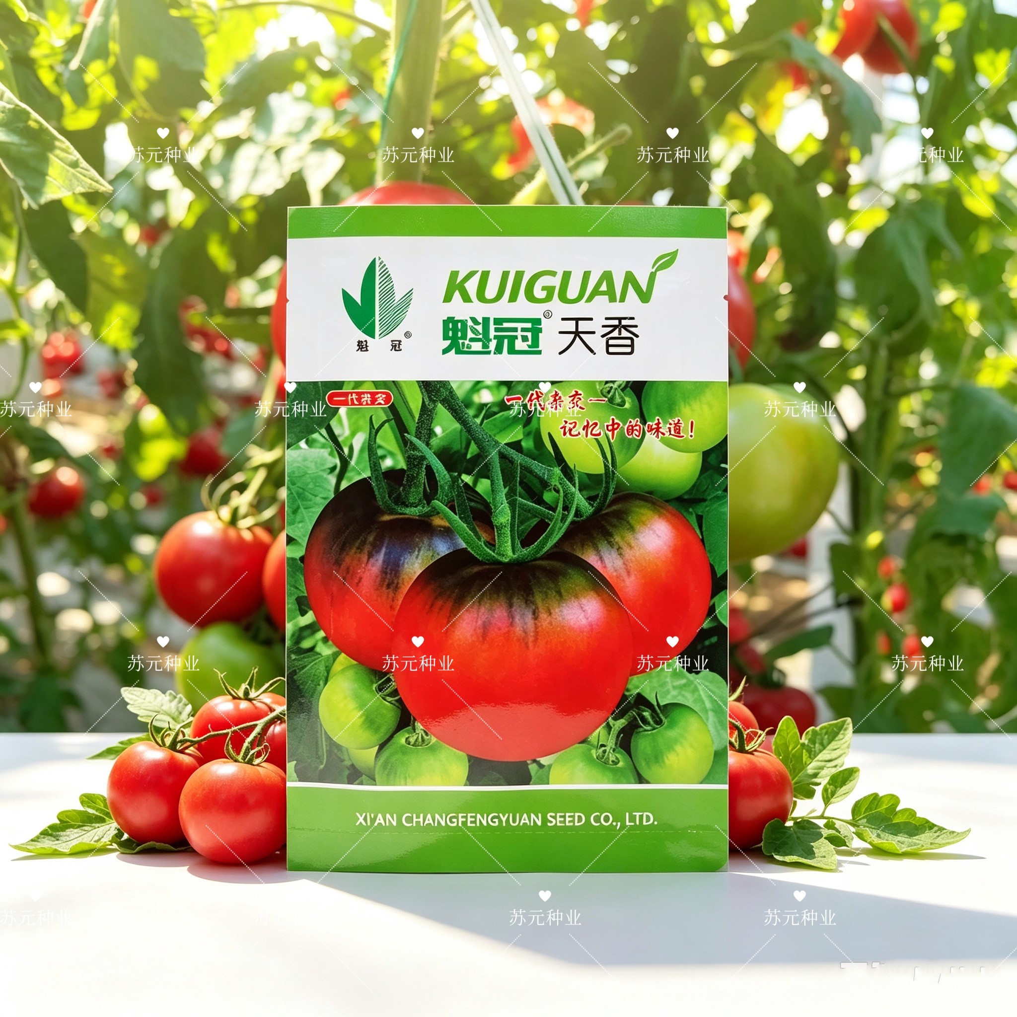 魁冠天香早熟无限生长型口感番茄种子粉红果球形抗病越冬早春种植